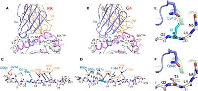 Structural basis for T cell recognition of cancer neoantigens and implications for predicting neoepitope immunogenicity